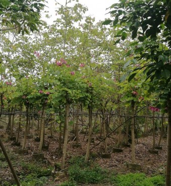 rb88体育注册:昆明旅游景点攻略大全